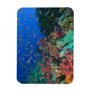 Schwarm-Feenglanzbarsche (Pseudanthias Magnet