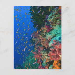 Schwarm-Feenglanzbarsche (Pseudanthias Postkarte