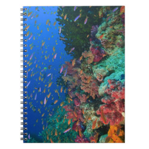 Schwarm von Feen-Bartlampern (Pseudanthias Notizblock