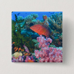 Schwarm von Feen-Schwarzwimpel (Pseudanthias Button