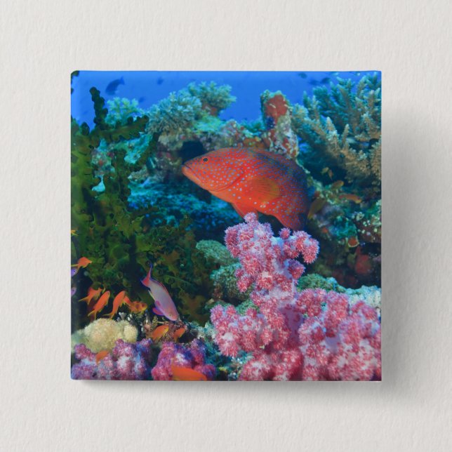 Schwarm von Feen-Schwarzwimpel (Pseudanthias Button (Vorderseite)