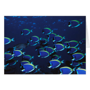 Schwarmbildung beim Blauschuppen-Doktorfisch
