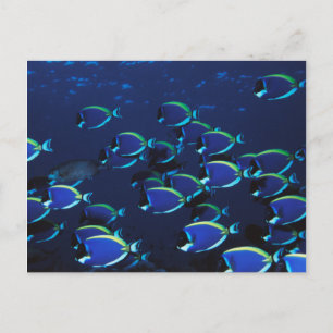 Schwarmbildung beim Segelflossendoktorfisch Postkarte