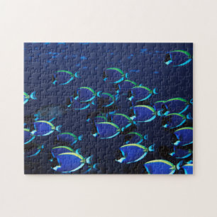 Schwarmbildung beim Segelflosser (Acanthurus leuco Puzzle