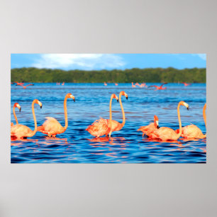 Schwärme von schönen rosa Flamingos im Celestun Poster