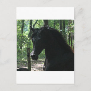 Schwarz-Arabian-Mare im Wald Postkarte
