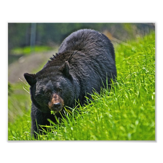Schwarz-Bär-Fotoabzug Fotodruck (Vorne)