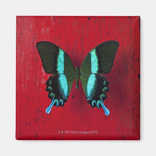 Schwarz-Blau-Schmetterling Magnet (Vorne)