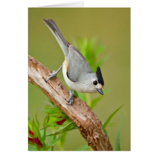 Schwarz-Crested-Titmouse (Vorne)