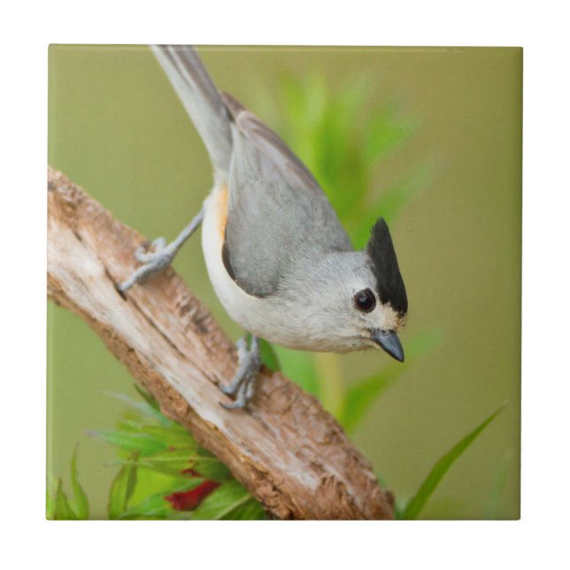 Schwarz-Crested-Titmouse Fliese (Vorderseite)