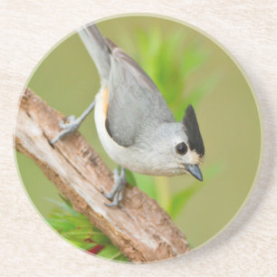 Schwarz-Crested-Titmouse Getränkeuntersetzer