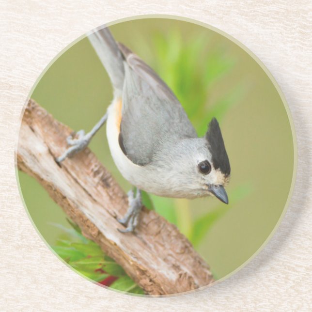 Schwarz-Crested-Titmouse Getränkeuntersetzer (Vorne)