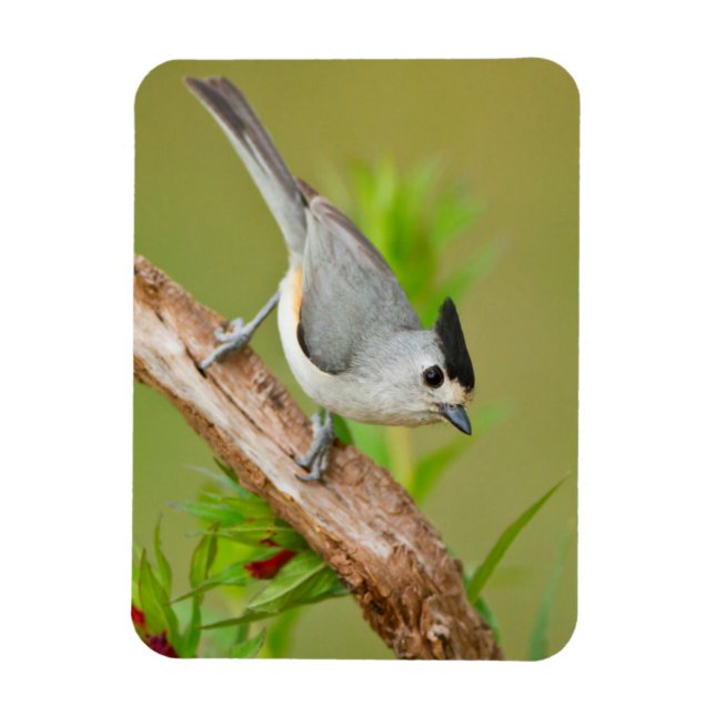 Schwarz-Crested-Titmouse Magnet (Vertikal)