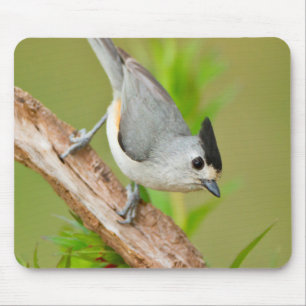 Schwarz-Crested-Titmouse Mousepad