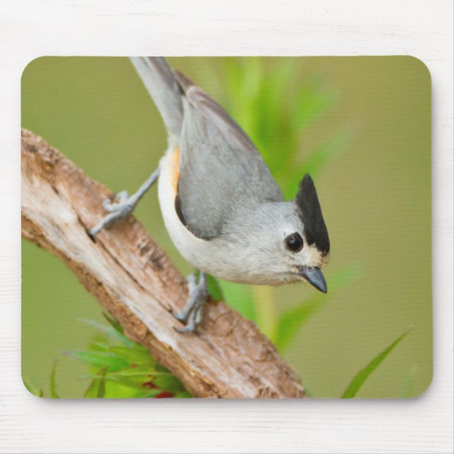 Schwarz-Crested-Titmouse Mousepad (Vorne)