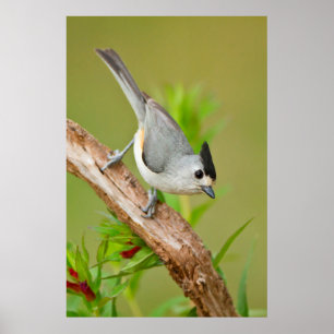 Schwarz-Crested-Titmouse Poster
