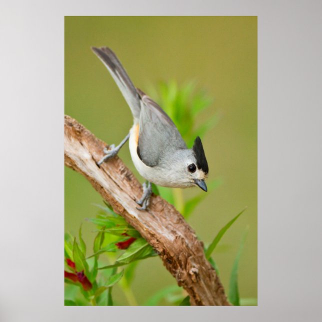 Schwarz-Crested-Titmouse Poster (Vorne)
