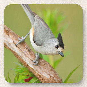 Schwarz-Crested-Titmouse Untersetzer