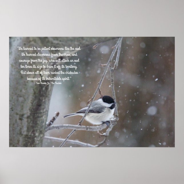 Schwarz gekappte Chickade im Schnee - entfernbarer Poster (Vorne)