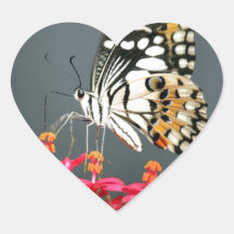 Schwarz-Gelb-Schmetterling auf rosa Blume