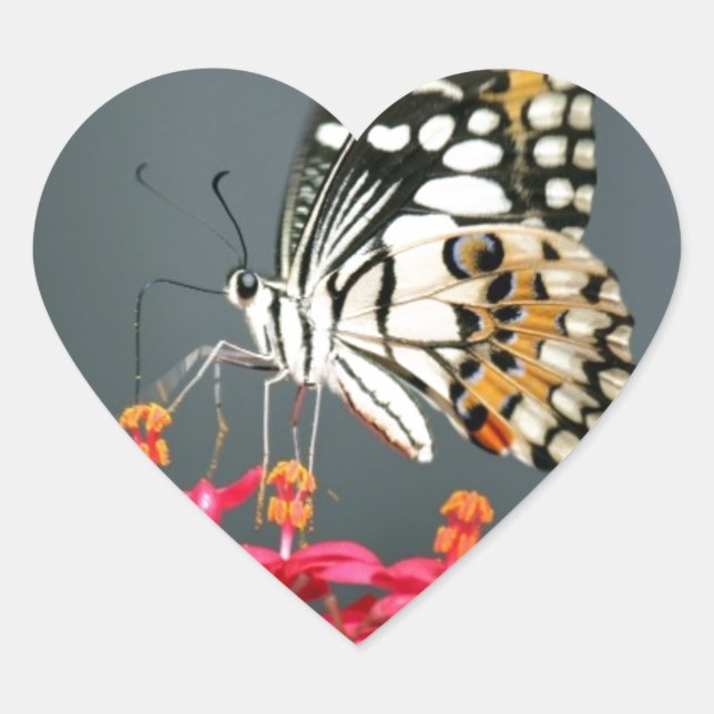 Schwarz-Gelb-Schmetterling auf rosa Blume Herz-Aufkleber (Vorderseite)