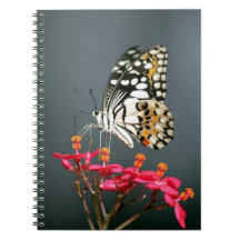 Schwarz-Gelb-Schmetterling auf rosa Blume