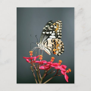 Schwarz-Gelb-Schmetterling auf rosa Blume Postkarte