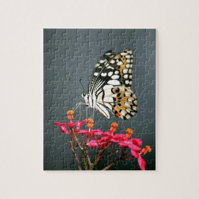 Schwarz-Gelb-Schmetterling auf rosa Blume Puzzle (Vertikal)