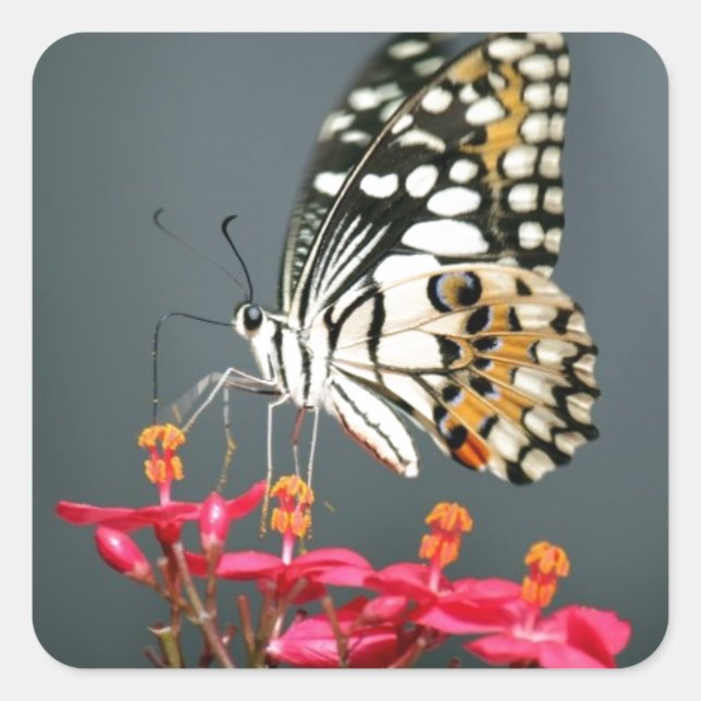 Schwarz-Gelb-Schmetterling auf rosa Blume Quadratischer Aufkleber (Vorderseite)