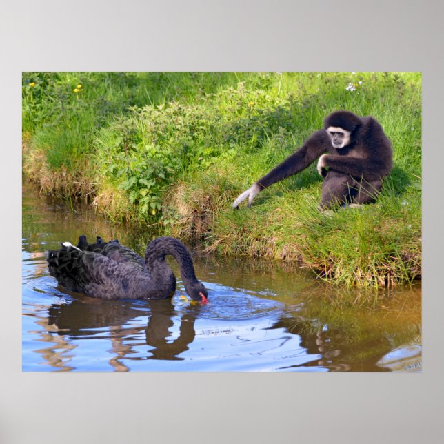 Schwarz-Gibbon und Schwarz-Schwan-Postkartenrectan Poster (Vorne)