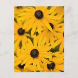 Schwarz-mit Augen Susan Daisies Postkarte
