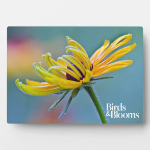 Schwarz-mit Augen Susan Fotoplatte