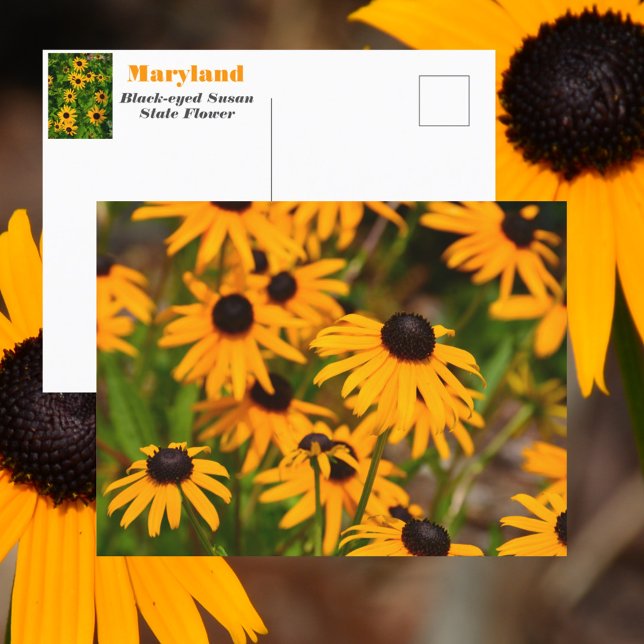 Schwarz-mit Augen Susan Maryland Staat Blume Postkarte (Von Creator hochgeladen)