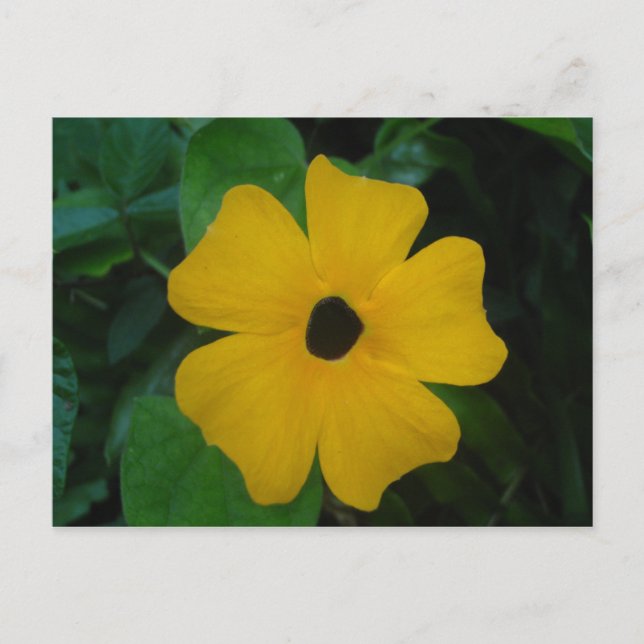 Schwarz-mit Augen Susan-Postkarte Postkarte (Vorderseite)