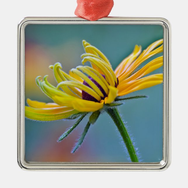 Schwarz-mit Augen Susan Silbernes Ornament (Vorne)