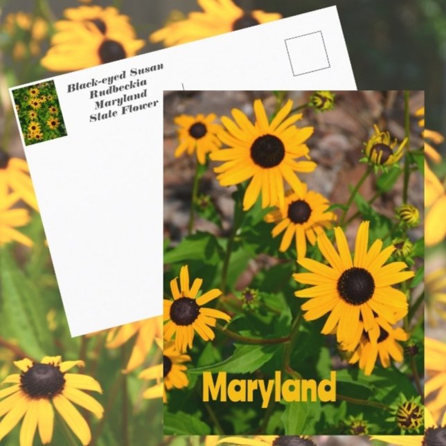 Schwarz-mit Augen Susan Staat Blume von Maryland Postkarte (Von Creator hochgeladen)