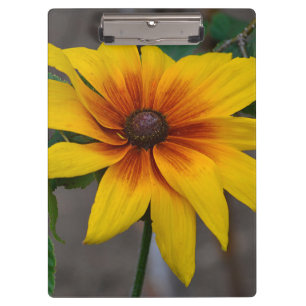 Schwarz-Mit Augen Susan-Zwischenablage Klemmbrett