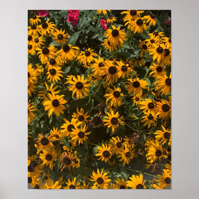 Schwarz-mit Augen-Susans Blume, Blüte, Fotografie Poster (Vorne)
