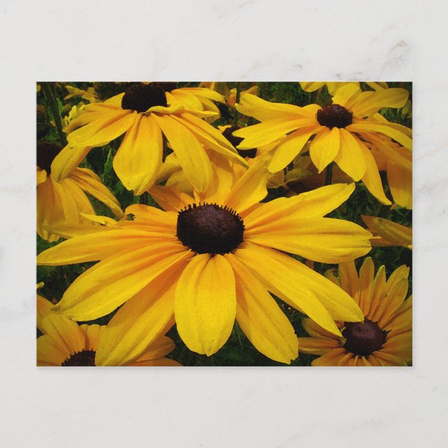 Schwarz-Mit Augen Susans Postkarte (Vorderseite)