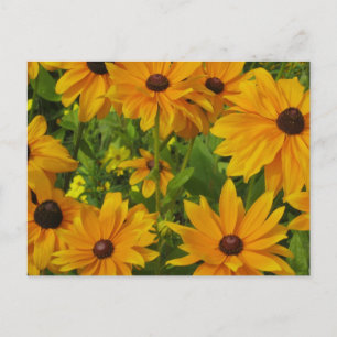 Schwarz-mit Augen Susans Postkarte