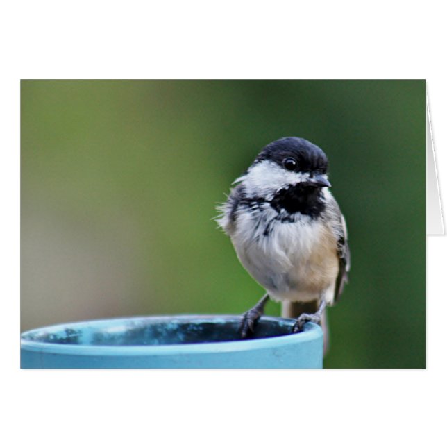 Schwarz-mit einer Kappe bedeckter Chickadee (Vorderseite (Horizontal))