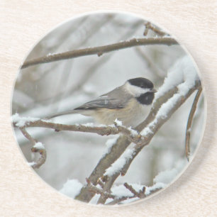 Schwarz-Mit einer Kappe bedeckter Chickadee im Untersetzer