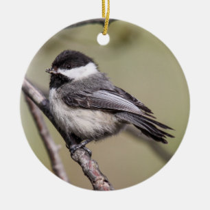 Schwarz-mit einer Kappe bedeckter Chickadee Keramikornament