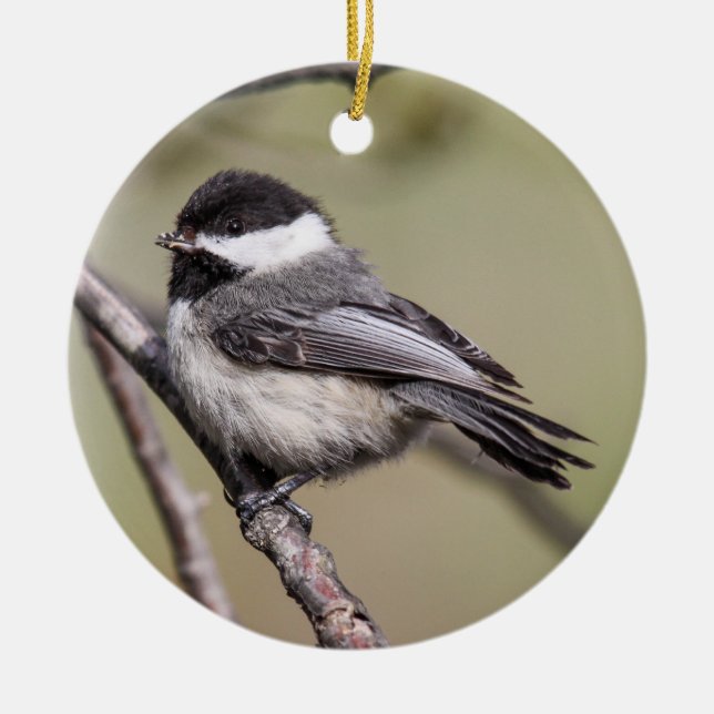 Schwarz-mit einer Kappe bedeckter Chickadee Keramikornament (Vorne)