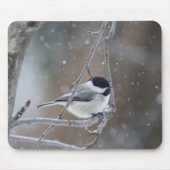 Schwarz-mit einer Kappe bedeckter Chickadee - Mousepad (Vorne)