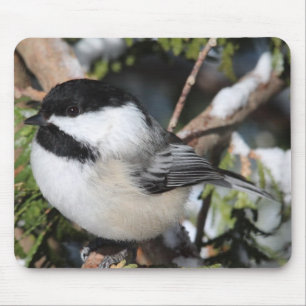 Schwarz-mit einer Kappe bedecktes Cickadee Mousepad
