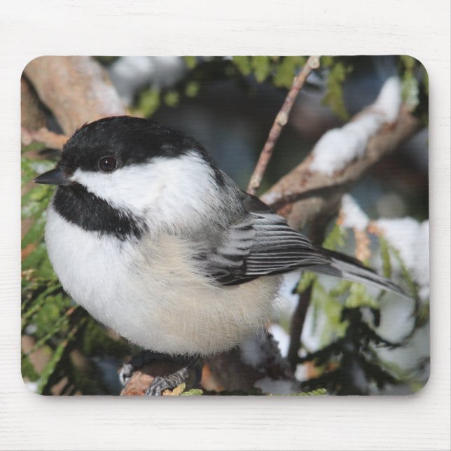 Schwarz-mit einer Kappe bedecktes Cickadee Mousepad (Vorne)