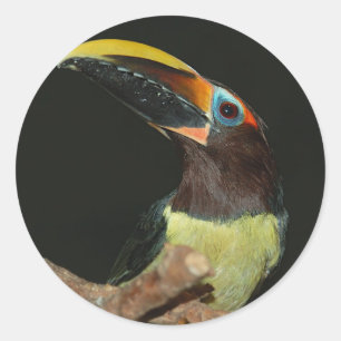 Schwarz-necked aracari Toucan Runder Aufkleber