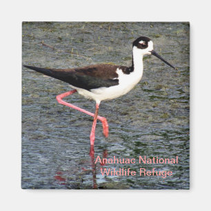 Schwarz-Necked Stilt Magnet