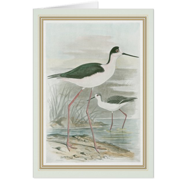 Schwarz-Neckeln am Wasser (Vorne)